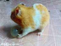 崇礼区鑫盛饭店